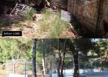 Action for chabge: one bird at a time via collaboration between IFAW and LAMB